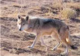  ?? RANDY SINER/FOR THE JOURNAL ?? The New Mexico Department of Game and Fish has issued a permit for the release of two Mexican gray wolves into the wild, under the condition that two wild-born wolves are removed.