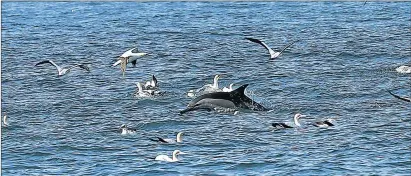  ?? Picture: FILE ?? ALL IN: A dolphin jumps out of the sea among the birds, as they all compete in the feeding frenzy fish of the annual sardine run – also known as ’the greatest shoal on earth’