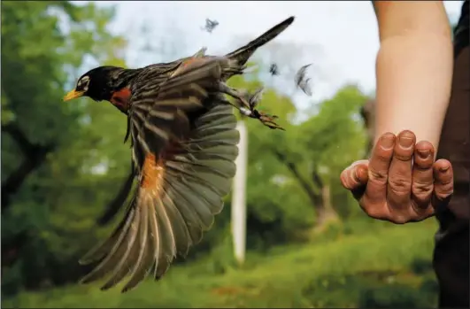  ?? (File Photo/AP/Carolyn Kaster) ?? Avian ecologist and Georgetown University Ph.D. student Emily Williams releases an American robin, too light to be fitted with an Argos satellite tag, after gathering samples and data and applying bands on April 28, 2021, in Cheverly, Md.