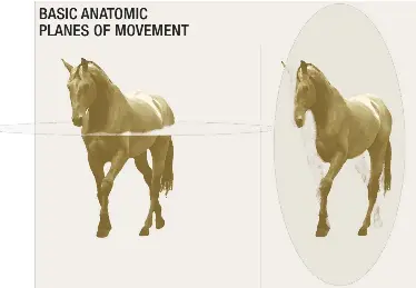 BASIC ANATOMIC PLANES OF MOVEMENT - PressReader