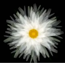  ??  ?? Right: This daisy image was created with multiple exposures taken at set intervals whilst rotating the lens 360 degrees.