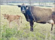  ?? ?? This mama Jersey cow, named Penelope, stands in a pasture with its calf, which does not have a name yet, at Hillian Ranch off Highway 16 in Washington County. The farm has an alfalfa field for its livestock and the rest of the pastures are used for grazing or to grow hay. The dairy cows are 95% grass fed.