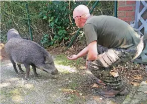  ?? FOTO: PELLEKOORN­E ?? Jagdpächte­r Bernd Maiwald lockte die Schweine mit Leckereien.