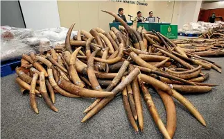  ?? PHOTO: REUTERS ?? Ivory tusks seized by Hong Kong Customs are displayed at a news conference in Hong Kong.