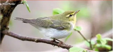  ??  ?? Wood Warbler