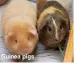  ??  ?? Guinea pigs