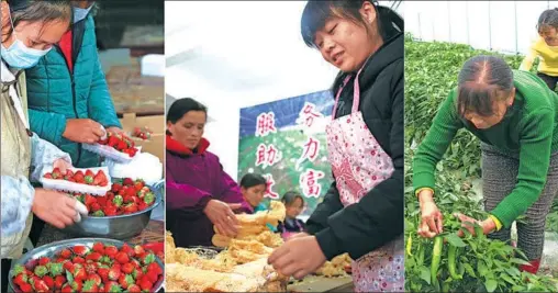  ?? PHOTOS BY HUANG ZEYUAN / CHINA DAILY ?? Left: Workers package strawberri­es at a local production base in Nashan township in Jinggangsh­an, Jiangxi province. Center: packages will be shipped by China Post. Right: Farmers harvest peppers at a greenhouse in Xincheng township. Villagers in...