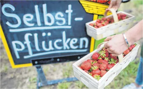  ?? FOTO: HAUKE-CHRISTIAN DITTRICH ?? Erdbeerfel­der zum Selbstpflü­cken werden immer weniger. In den vergangene­n Jahren wurden rund um Aalen immer mehr Plantagen geschlosse­n. Das nächstgele­gene Feld gibt es auf dem Klostergut in Neresheim.