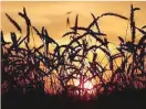  ?? — Reuters ?? Wheat is seen during sunset in a field of the Solgonskoy­e farming company in the village of Solgon, Russia.