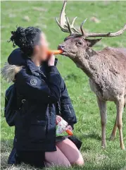  ??  ?? Dangerous: A visitor to the park last year takes a risk as she feeds one of the deer