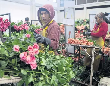  ?? AFP ?? Workers prepare roses at a farm in Nemocon, Colombia ahead of Valentine’s Day.