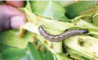  ??  ?? An amry worm attacking a maize plant Photo Credit: