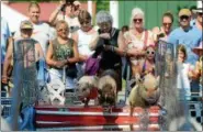  ?? TANIA BARRICKLO-DAILY FREEMAN, FILE ?? Spectators come out for the popular Robinson’s Racing Pigs at the Ulster County Fair in 2017.