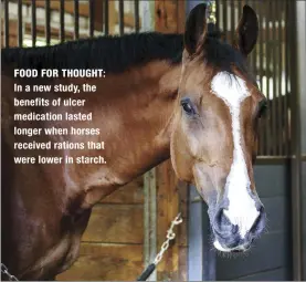  ??  ?? FOOD FOR THOUGHT: In a new study, the benefits of ulcer medication lasted longer when horses received rations that were lower in starch.