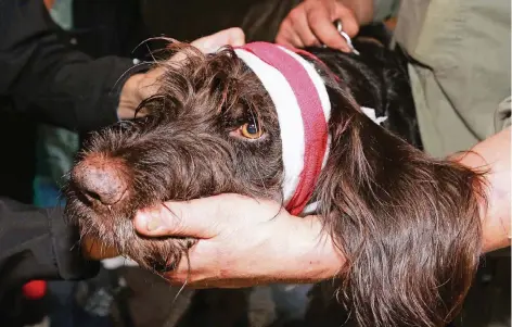  ?? FOTOS: UWE MISERIUS ?? Hund Cliff muss herhalten, damit die Teilnehmer üben können, wie ein Verband bei einer Ohrenverle­tzung anzulegen ist.