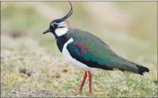  ??  ?? It is hoped the lapwing will thrive on Shetland.