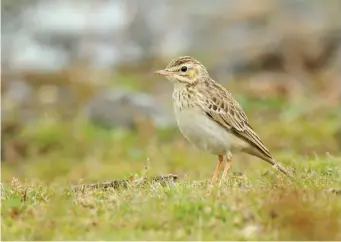  ?? ?? TEN: Juvenile/first-winter Tawny Pipit (Tide Mills, East Sussex, 10 October 2014). Juvenile Tawny Pipits have a strongly streaked plumage which contrasts markedly with the clean pale sandy hues of first-winters and adults. This bird, however, is in a transition­al plumage state, having already started to moult into its adult-type plumage, but it still retains many dark juvenile feathers in its upperparts and it still has an extensive band of streaking across the upper breast. Any resemblanc­e to either a Richard’s or Blyth’s Pipit, though, is quickly negated by this bird’s obvious dark loral line.