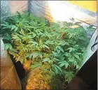  ??  ?? Some of the cannabis plants that Gardaí discovered growing under lights in a house in Dingle.