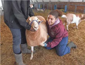  ?? PROVIDED BY TODD DUDEK ?? University of Maryland Eastern Shore pre-vet student Kaila Tyree-Castro gives “Toast,” a male sheep on the campus farm, a nail-trimming on Feb. 8. She hopes to attend the campus’ soon-to-be vet school someday.