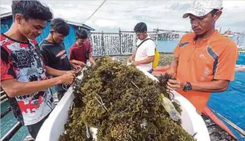  ?? ?? PEKERJA mengikat benih rumpai laut sebelum diletakkan ke dalam laut di perairan Semporna ketika tinjauan, baru-baru ini.