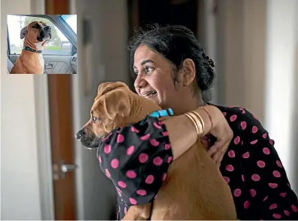  ?? LAWRENCE SMITH / FAIRFAX NZ ?? Uma Chand is hoping her new dog will help her deal with the loss of Budz, inset, a staffordsh­ire bull terrier shot by police.