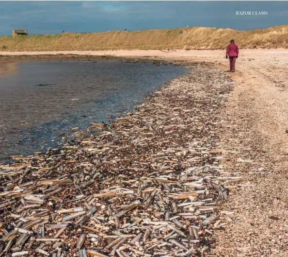  ??  ?? Above: A beach walk around the Craigielaw Point, near Aberlady in East Lothian, reveals large drifts of empty razor clam shells.
Left: A razor clam pops out of the sand.