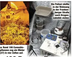  ?? ?? Rund 100 Cannabispf­lanzen zog ein Mieter (37) in vier Zelten auf.
Die Polizei stellte in der Wohnung in der Frankenber­ger Straße auch Drogenzube­hör sicher.