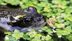  ?? PA ?? Frogs gather at breeding spots such as ponds and then disperse