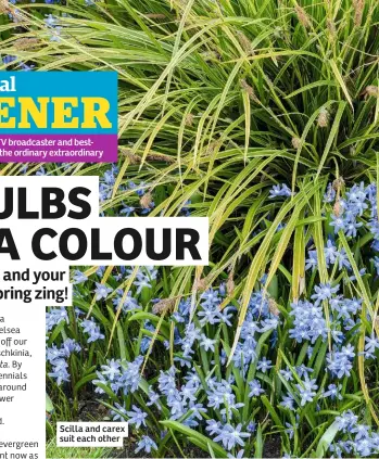  ??  ?? Scilla and carex suit each other
Crocus (yellow): These guys stand out fairly well alone, but paired with the dwarf blue grass they truly shine. One fescue bought in a 1.5L pot can usually be split straight into three plants before planting to save money.
Iris reticulata (blue/purple):