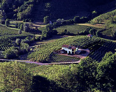  ??  ?? Patrimonio dell’Unesco Una suggestiva veduta delle colline del Prosecco, l’oro della Marca trevigiana la cui produzione è stata limitata