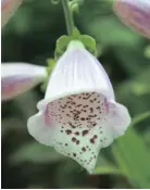  ??  ?? The pathway of spots at on the petals of the foxgloves guides bees to the nectar inside. PICTURE: LUKAS OTTO