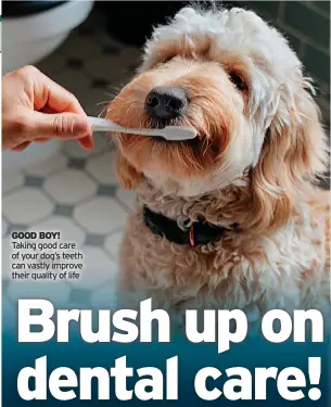  ?? ?? GOOD BOY! Taking good care of your dog’s teeth can vastly improve their quality of life