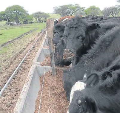  ??  ?? Miradas. Algunos mercados siguen exigiendo que se baje el uso de antibiótic­os y aditivos en el proceso productivo.