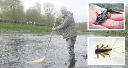  ??  ?? ●● A volunteer monitoring invertebra­te numbers and river health on the River Irwell at Agecroft and (inset) some of the victims of pollution, the Bullhead fish and Stonecling­er Nymph