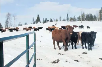  ??  ?? Le troupeau de la Ferme DEM Migneault compte près d'un millier de têtes. La perte de dizaines de veaux à cause des loups est frustrante.