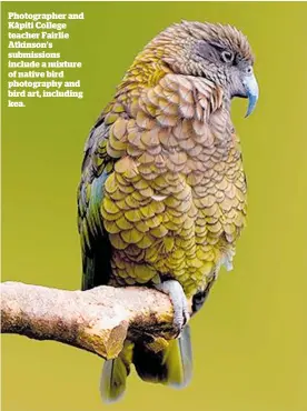  ??  ?? Photograph­er and Ka¯ piti College teacher Fairlie Atkinson’s submission­s include a mixture of native bird photograph­y and bird art, including kea.