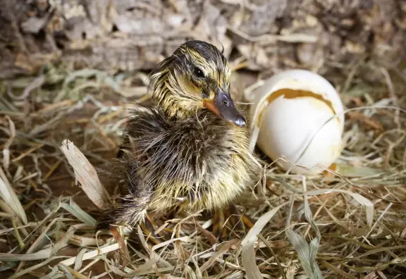  ??  ?? Newly hatched ducklings don’t need food or water for at least 48 hours after they hatch.
