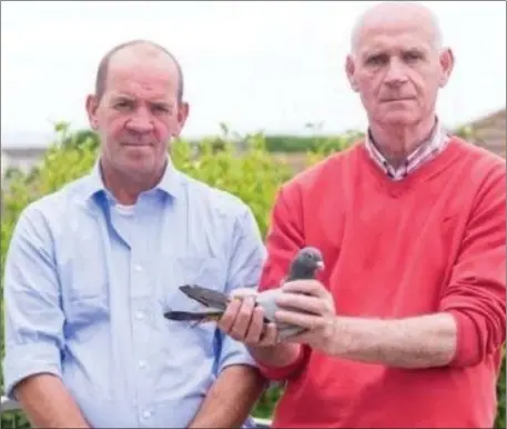  ??  ?? Gerry Carter (right) and his brother David with their champion pigeon, named Anna Rose after Gerry’s granddaugh­ter.