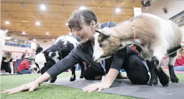  ?? PHOTOS: TROY FLEECE ?? Lou-Ellen Murray, a certified yoga instructor from Sun Dog Yoga, leads a group through goat yoga, which is new this year at the Canadian Western Agribition.