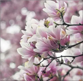  ?? BEN HASTY — READING EAGLE ?? REG-L-Magnolia In Bloom