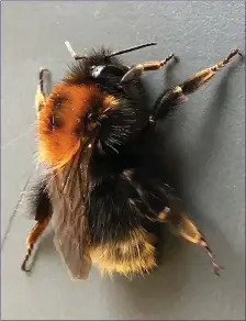  ??  ?? The recently-spotted Tree Bumblebee, a species new to Ireland.