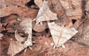  ?? JIM MCCORMAC ?? Spotted apatelodes, left, and two angel moths rest on leaf litter.