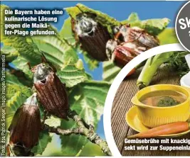  ??  ?? Die Bayern haben eine kulinarisc­he Lösung gegen die Maikäfer-Plage gefunden.
Gemüsebrüh­e mit knackigem Extra: Das Insekt wird zur Suppeneinl­age (Symbolfoto).