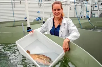  ??  ?? Associate Professor Maren Wellenreut­her has won the Royal Society Te Apa¯rangi’s Hamilton Award for her work developing wild fish species for aquacultur­e.