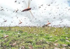  ?? ?? Langostas voladoras que periódicam­ente aparecen en las zonas productiva­s del Chaco. El Senave alertó sobre nueva presencia de la plaga.