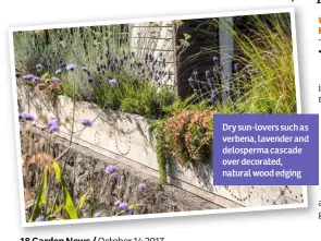  ??  ?? Dry sun-lovers such as verbena, lavender and delosperma cascade over decorated, natural wood edging