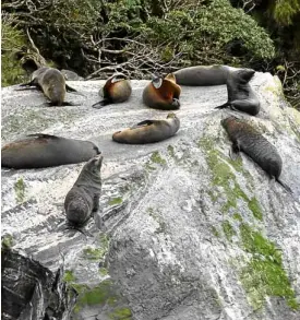  ??  ?? Seals in Milford Sound have the place all to themselves.