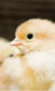  ?? Foto: Kharhan, Adobe Stock ?? Am liebsten scharren und picken die jungen Hühner.