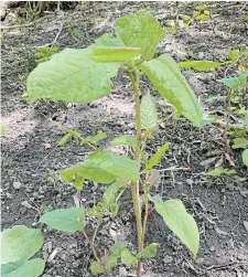  ??  ?? Knotweed meet Mr. Sickle. Left alone, the invasive knotweed will swallow up everything in its way.