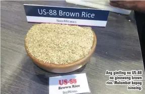  ??  ?? Ang giniling na US-88 na ginawang brown rice. Malambot kapag isinaing.